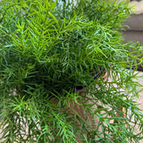 Asparagus Fern in a Terracotta Pot RTfact Flowers 