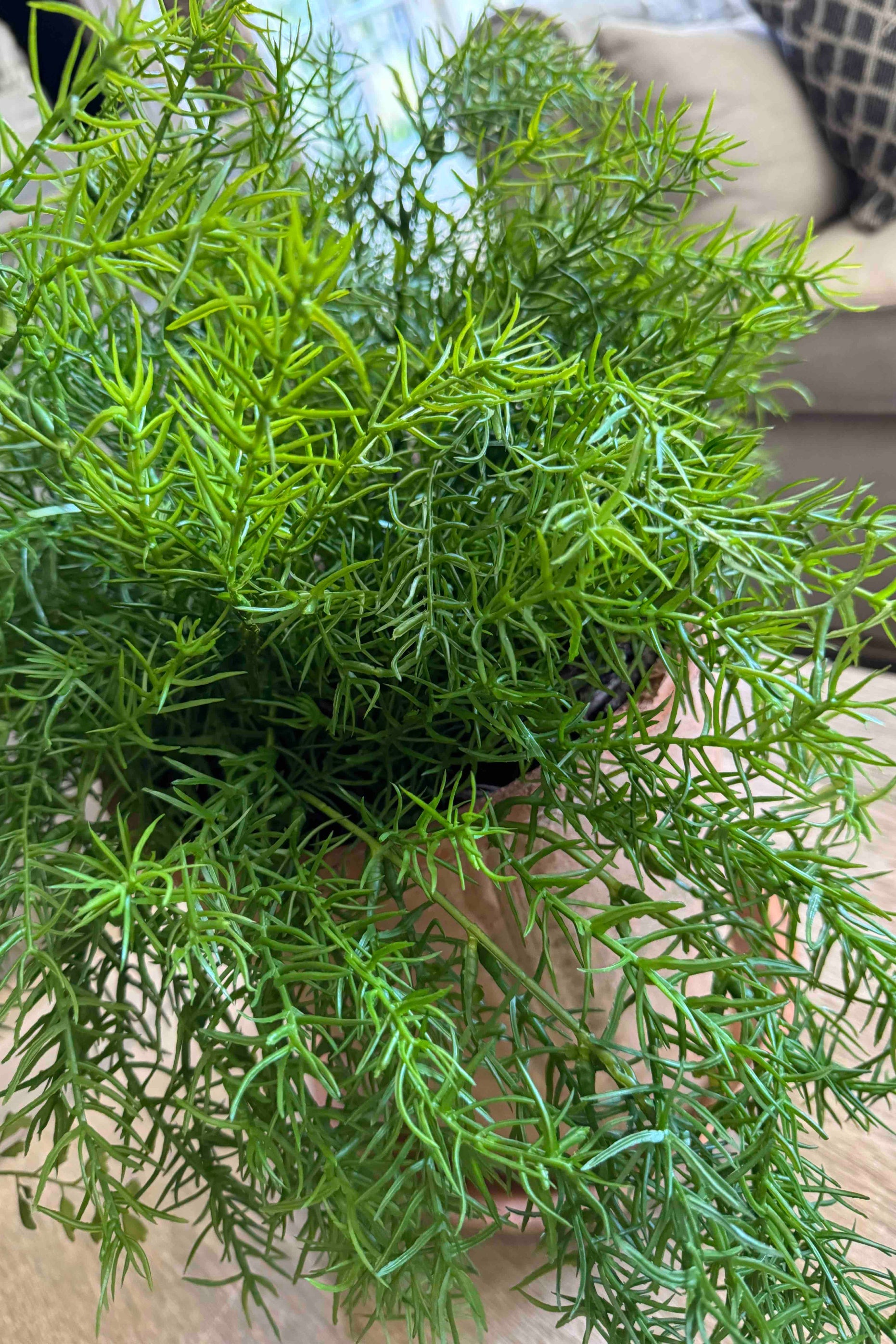 Asparagus Fern in a Terracotta Pot RTfact Flowers 