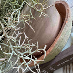 Spanish Moss in a Terracotta Bowl RTfact Flowers 