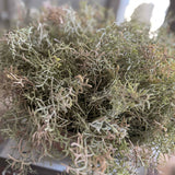 Spanish Moss in a Terracotta Bowl RTfact Flowers 
