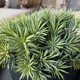 Spiky Succulents in a Charred Wood Effect Bowl RTfact Flowers 