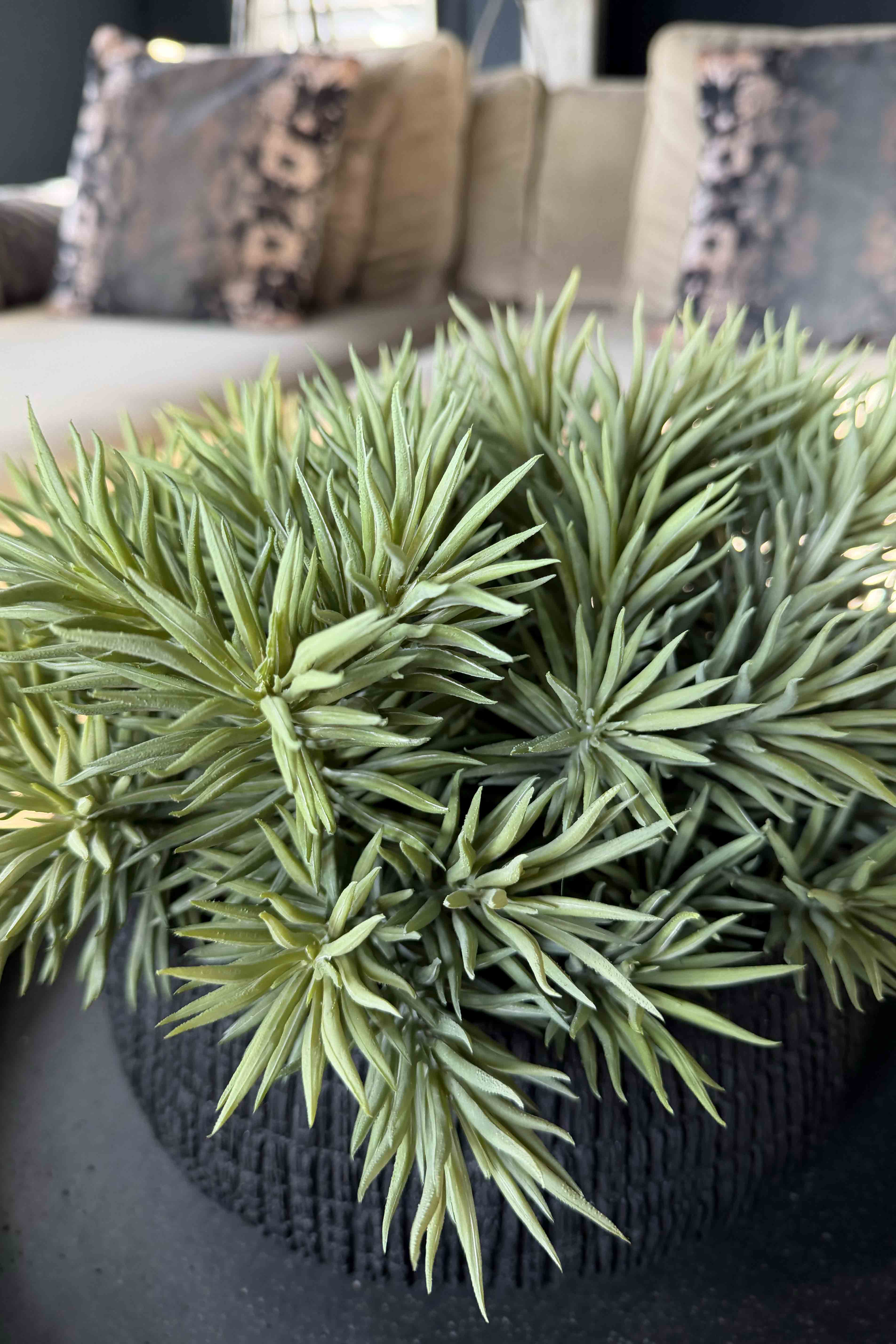 Spiky Succulents in a Charred Wood Effect Bowl RTfact Flowers 