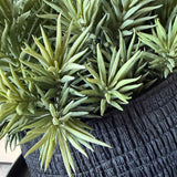 Spiky Succulents in a Charred Wood Effect Bowl RTfact Flowers 