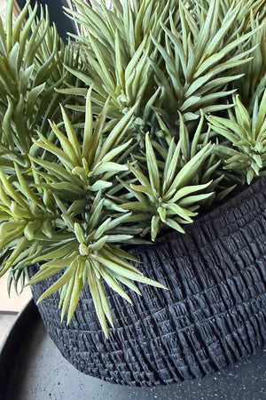 Spiky Succulents in a Charred Wood Effect Bowl RTfact Flowers 
