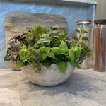 Mixed Herbs in a Terracotta Bowl RTfact Flowers 