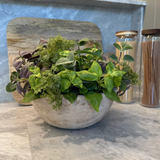 Mixed Herbs in a Terracotta Bowl RTfact Flowers 