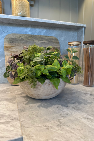 Mixed Herbs in a Terracotta Bowl RTfact Flowers 