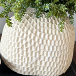 Mini Plant in a Dimpled Cream Vase RTfact Flowers 