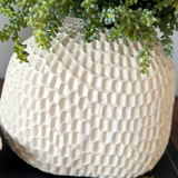 Mini Plant in a Dimpled Cream Vase RTfact Flowers 