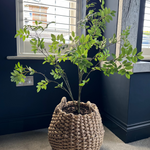 Leaf Spray Bush in a Soft Woven Basket RTfact Flowers 