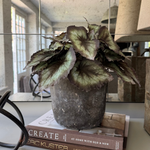 Begonia Bush in a Dark Grey Concrete Pot RTfact Flowers 