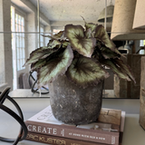 Begonia Bush in a Dark Grey Concrete Pot RTfact Flowers 