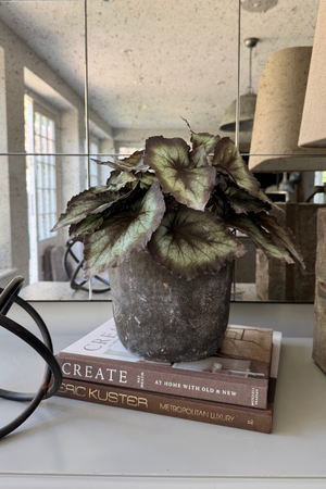 Begonia Bush in a Dark Grey Concrete Pot