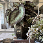 Begonia Bush and Mini Plant in a Metal Ridged Vase RTfact Flowers 
