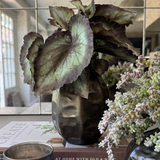 Begonia Bush and Mini Plant in a Metal Ridged Vase RTfact Flowers 
