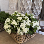Kalanchoe Bell in a Square Basket RTfact Flowers 
