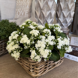 Kalanchoe Bell in a Square Basket RTfact Flowers 