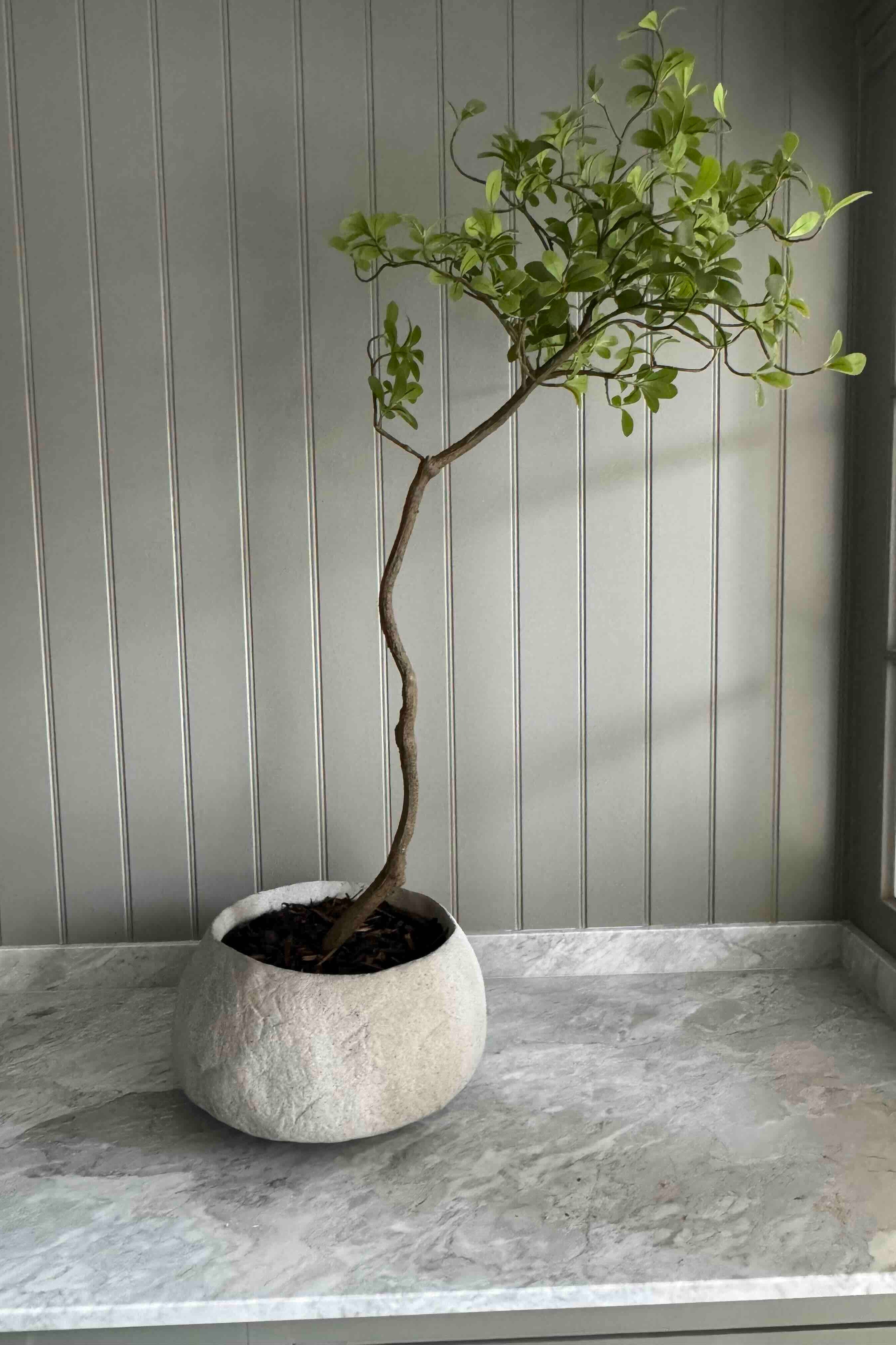 Asymmetrical Dodan Tree (120cm) RTfact Flowers 