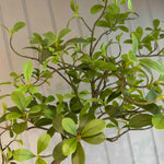 Asymmetrical Dodan Tree (120cm) RTfact Flowers 