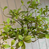 Asymmetrical Dodan Tree (120cm) RTfact Flowers 