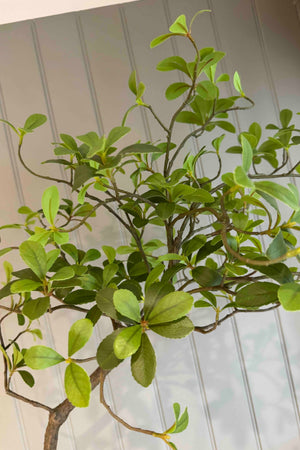 Asymmetrical Dodan Tree (120cm) RTfact Flowers 