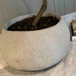 Asymmetrical Dodan Tree (120cm) RTfact Flowers 