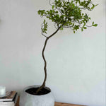 Asymmetrical Dodan Tree (120cm) RTfact Flowers 