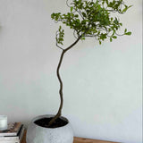 Asymmetrical Dodan Tree (120cm) RTfact Flowers 
