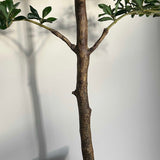 Shady Lady Tree