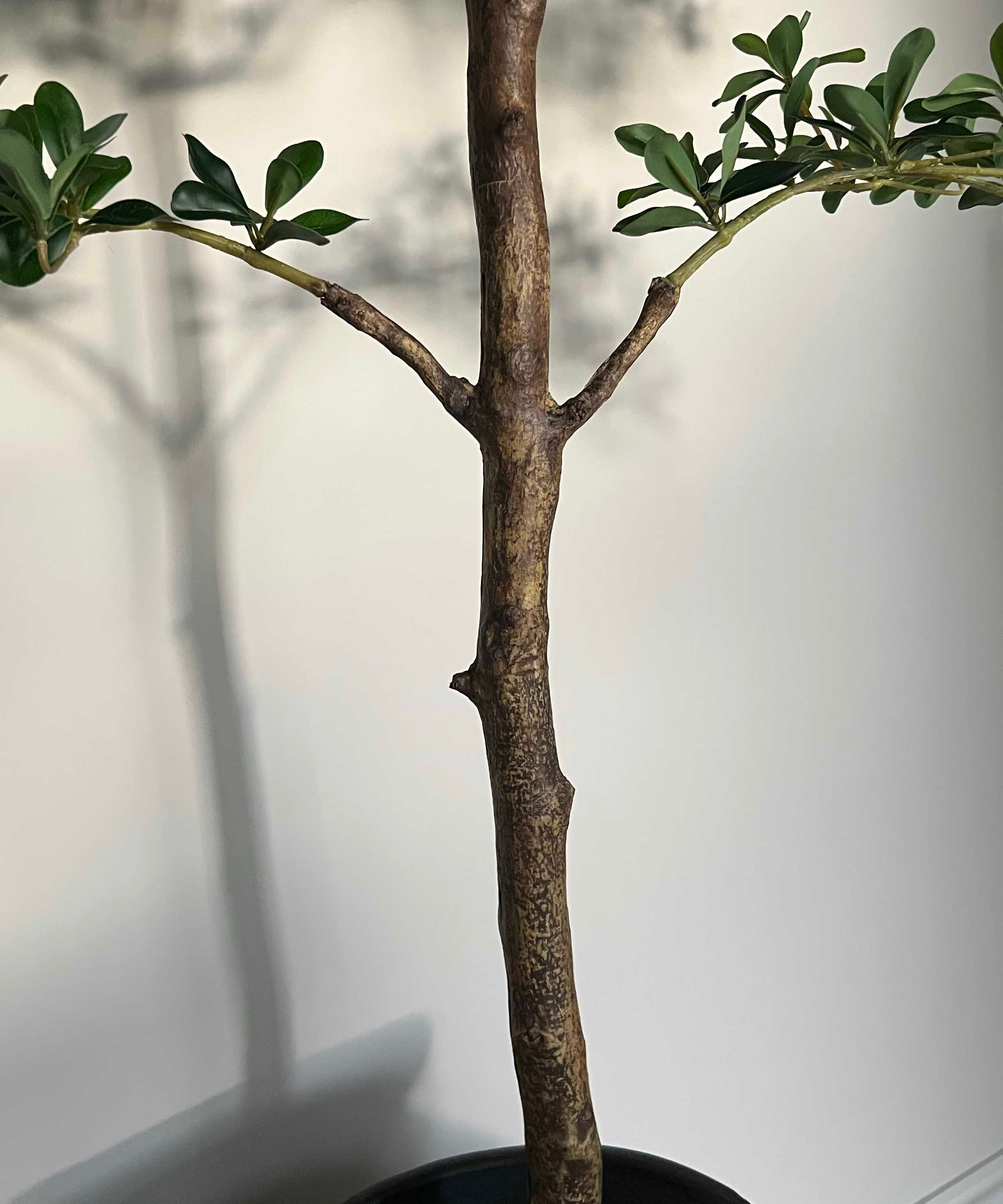 Shady Lady Tree