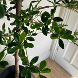 Shady Lady Tree