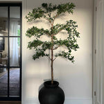Potted plant in a black pot against a white wall. Faux Shady Lady Tree Rtfact