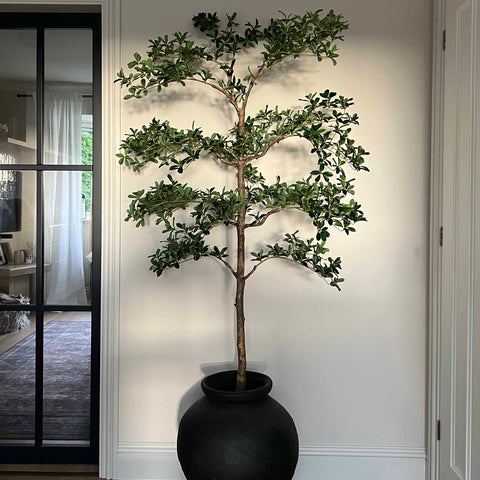 shady lady indoor plant Shady Lady Tree – RTfact Flowers