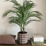 Faux Areca Palm. Potted plant on a wooden table with a neutral background. Rtfact