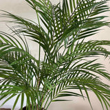 Areca Palm in a Distressed Bobble Planter