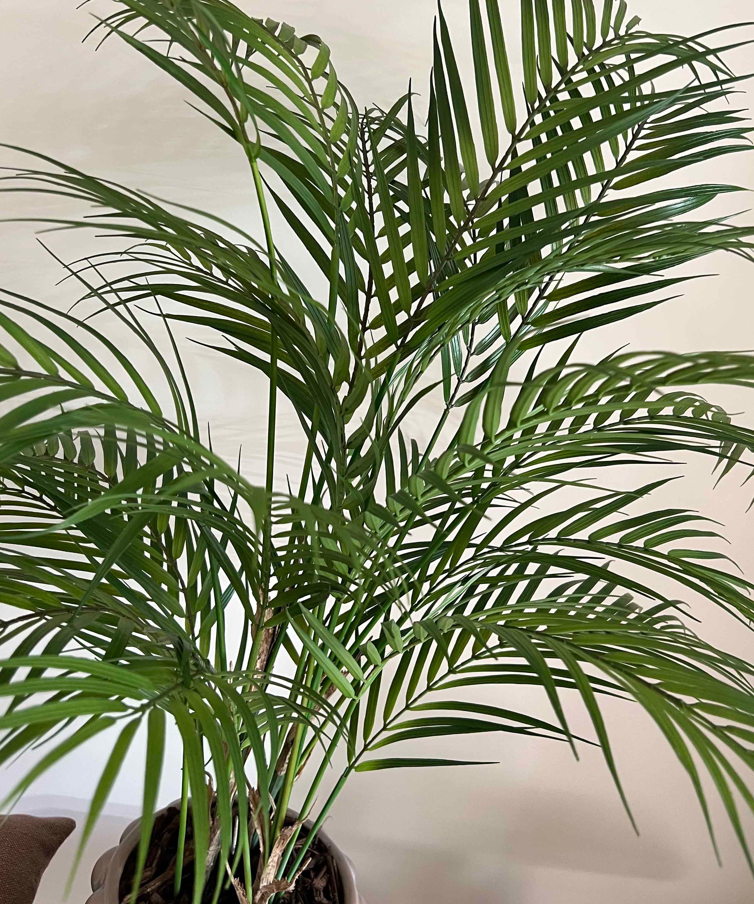 Areca Palm in a Distressed Bobble Planter