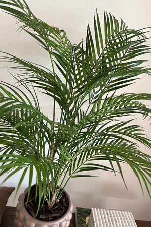 Areca Palm in a Distressed Bobble Planter