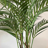 Areca Palm in a Distressed Bobble Planter