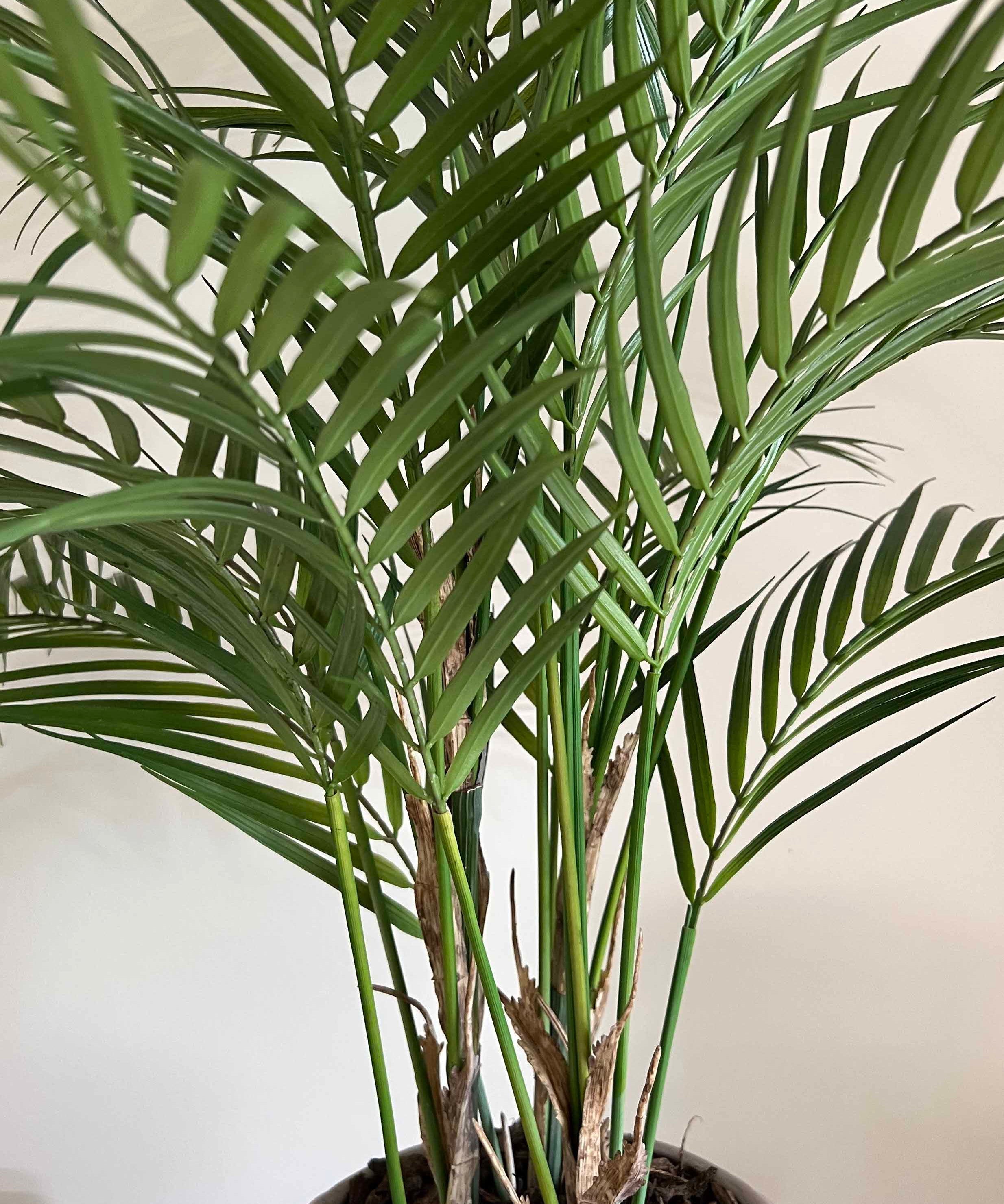 Areca Palm in a Distressed Bobble Planter