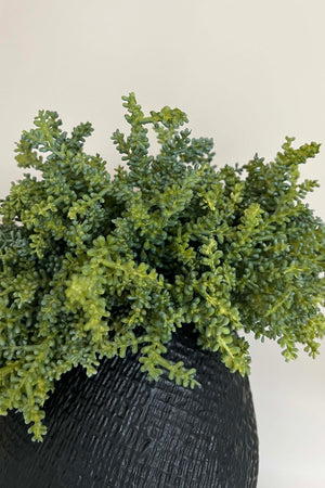 Mini Plant in a Textured Black Vase