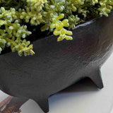 Mini Plant in a Black Footed Bowl