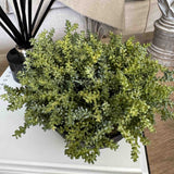 Mini Plant in a Black Footed Bowl