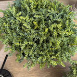 Mini Plant in a Black Footed Bowl