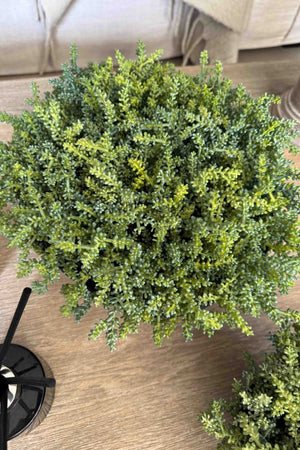 Mini Plant in a Black Footed Bowl