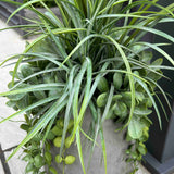 Grasses and Greenery in a Grey Concrete Planter