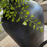 Maidenhair Fern in a Black Terracotta Pot