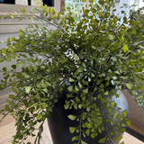 Maidenhair Fern in a Black Terracotta Pot
