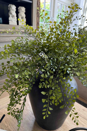 Maidenhair Fern in a Black Terracotta Pot