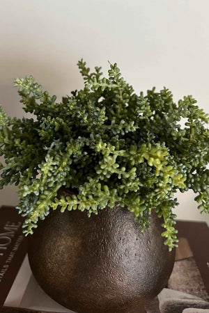 Mini Plant in a Textured Bronze Vase