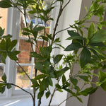 Artificial Bucida Tree - 2.9m - RTfact Flowers